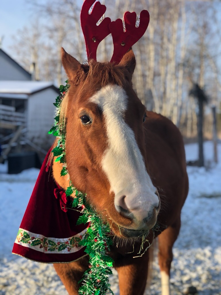 A brown horse with a white patch down its nose looks at the camera while wearing fake reindeer antlers and a festive collar that is red velvet with holly around the edges.