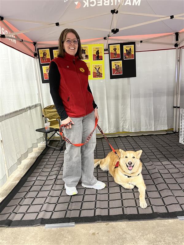 A caramel colour dog lies down beside it's handler that is wearing a bright red vest. The dog is large with stand up ears and a black nose.