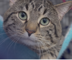 A photo of a cat's face up close. The cat is lying on a teal hammock and has light grey fur with dark grey stripes, light green eyes and a light link nose.