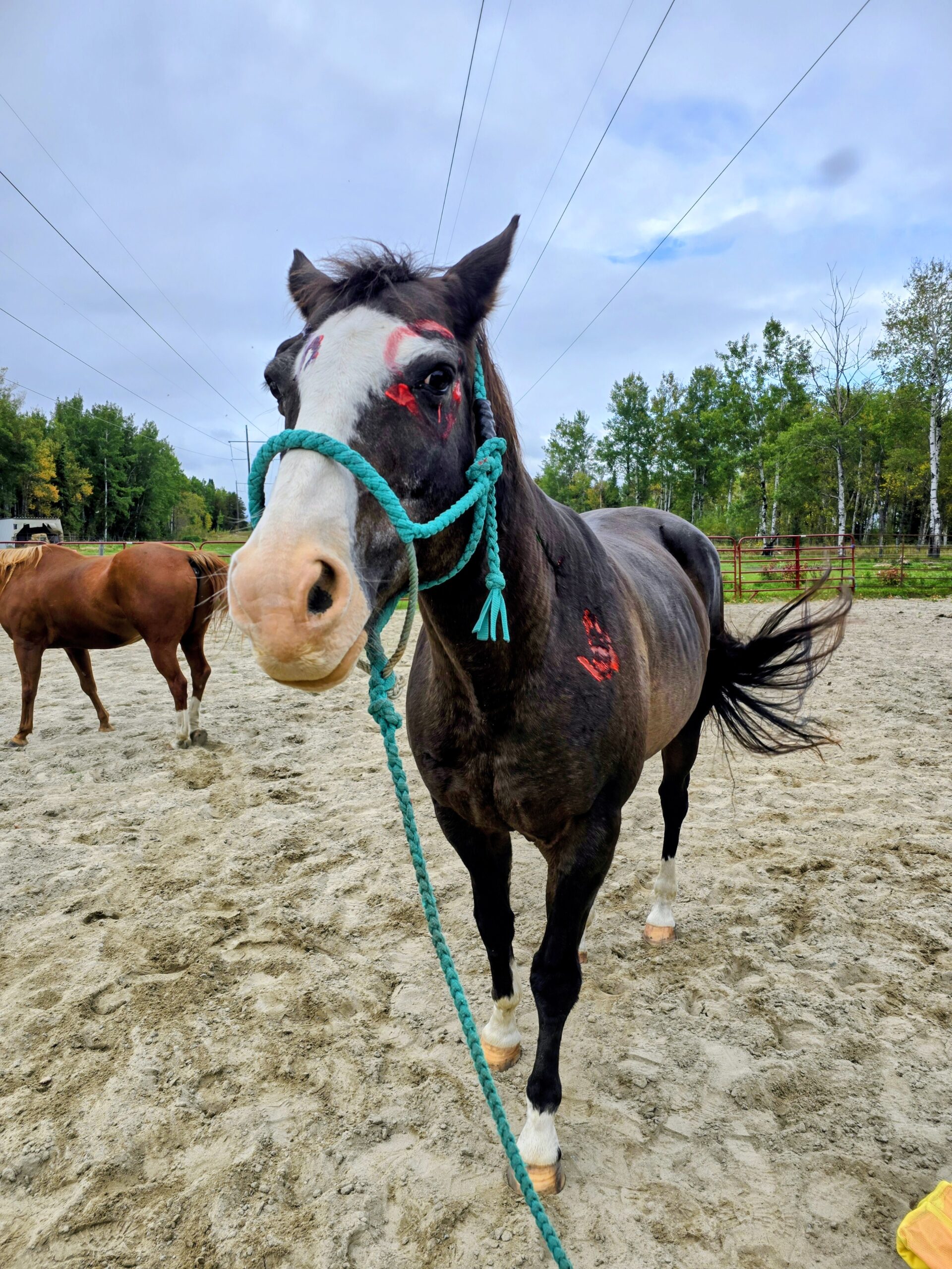 A photo of a dark brown horse that is stadning looking at the camera. It has a white stripe down the front of its face and nose. It is wearing a green rope halter.