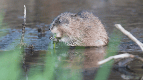 Muskrat GIF